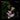 Daniel Lanois - Belladonna Nocturne