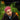DJ Koze - DJ Kicks: DJ Koze (!K7 40th Anniversary Repress)