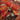 SOULFLY - Ritual