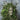 Roger Clark Miller (Mission Of Burma) - The Green Man