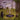 LOWERTOWN - Ugly Duckling Union - LP - 'Rainbow Road' Marble Vinyl