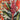 BIRD - Havana Garden - 7" - Limited Edition Vinyl [Record Store Day 2026]