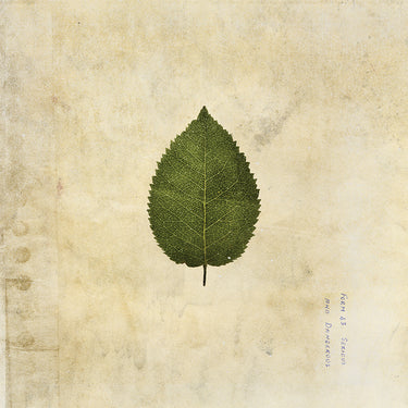 THE BOXER REBELLION - The Cold Still (Repress) - LP - Green Swirled Vinyl