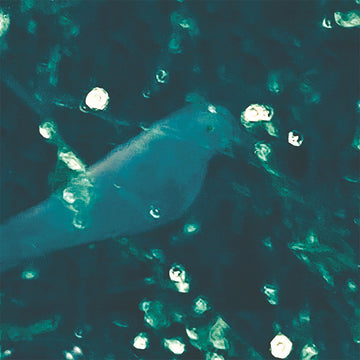 DOUG WIESELMAN - WA-Zoh - LP - Vinyl [JUL 28]