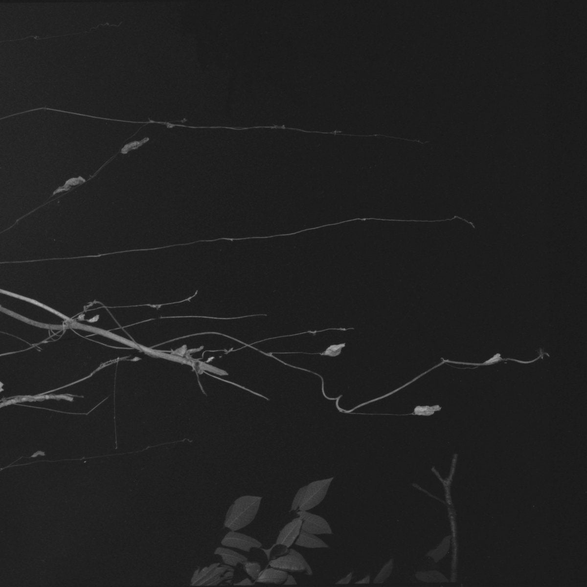 EIKO ISHIBASHI, JIM O'ROURKE, TATSUHISA YAMAMOTO, KEI MATSUMARU, GIOVANNI DI DOMENICO - Sakuraza - LP - Vinyl