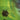 EIAFUAWN - Birds In The Ground - MC - Cassette Tape [AUG 23]