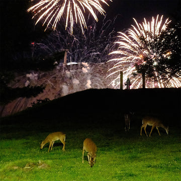 HOME IS WHERE - Hunting Season - 2LP - Green Vinyl