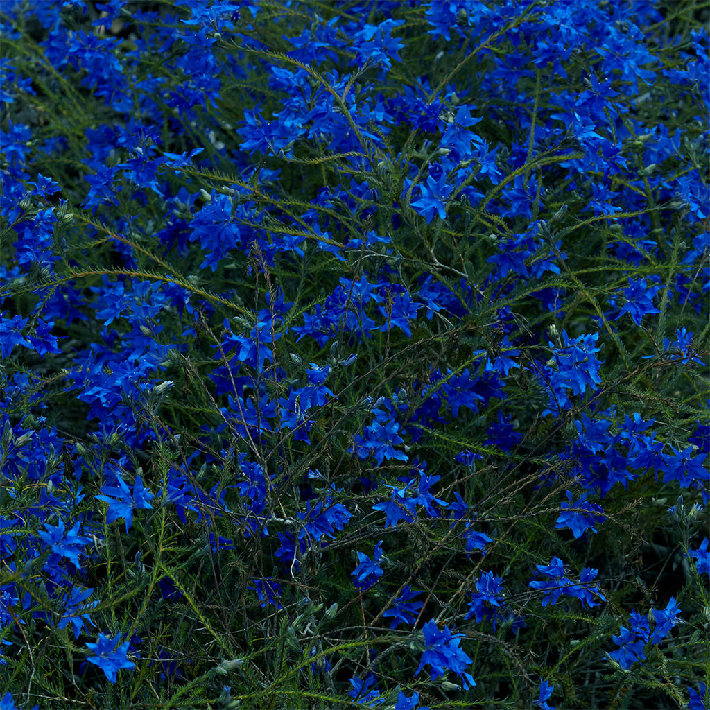 JEFRE CANTU-LEDESMA - Gift Songs (Repress) - LP - 'Sea Glass Blue' Colour Vinyl [DEC 5]