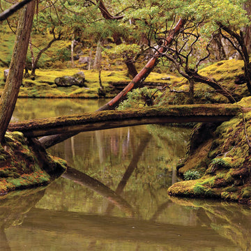 REBECCA FOON & ALIAYTA FOON-DANCOES - Reverie (with Art Print) - LP - 180g Vinyl [JUN 6]