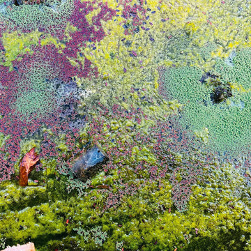 ROB MAZUREK - Nestor's Nest - LP - Vinyl [JAN 24]