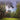 50 FOOT WAVE - Black Pearl - CD