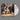 CAROLINE POLACHEK - Desire, I Want To Turn Into You - CD