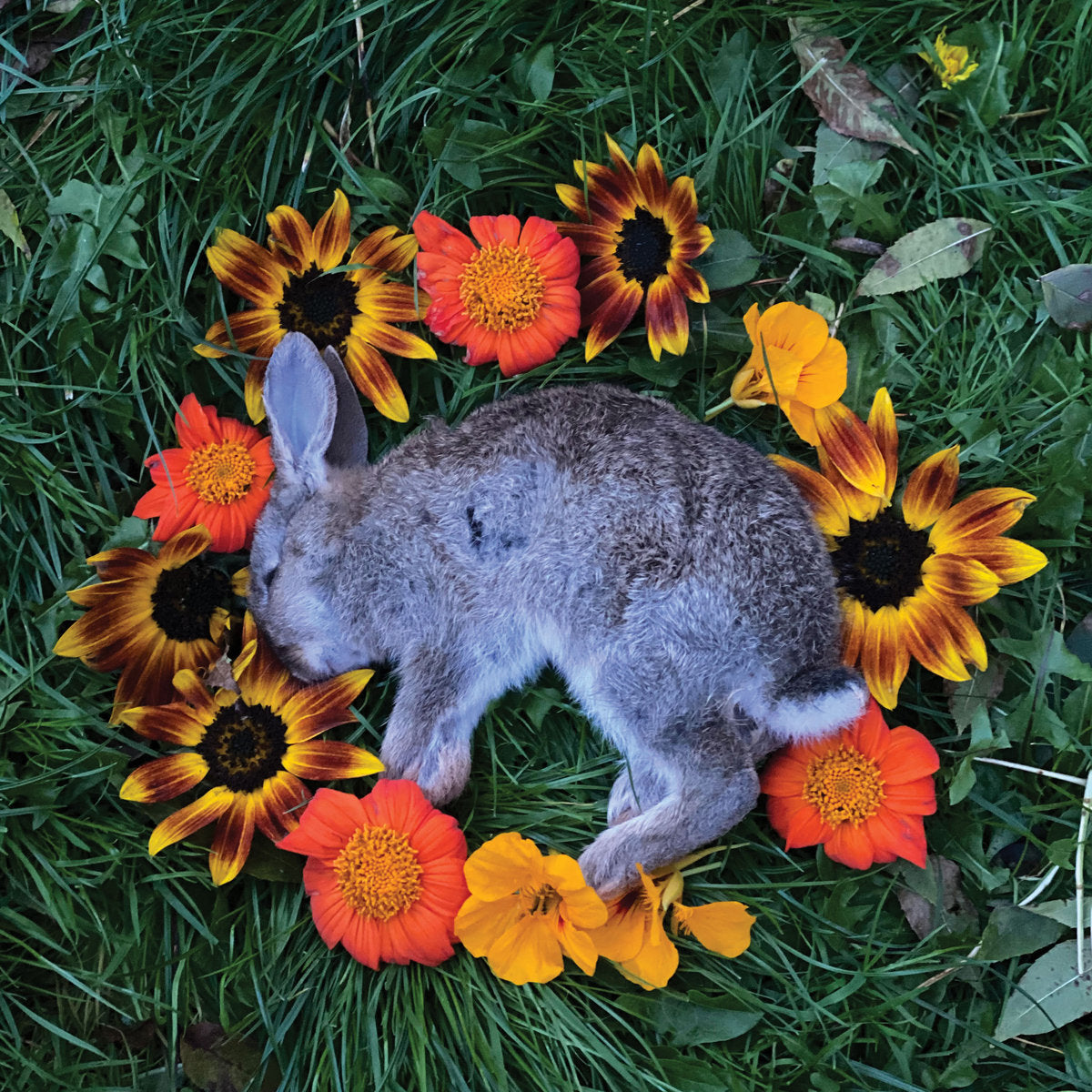 MONOLORD - Your Time To Shine - CD