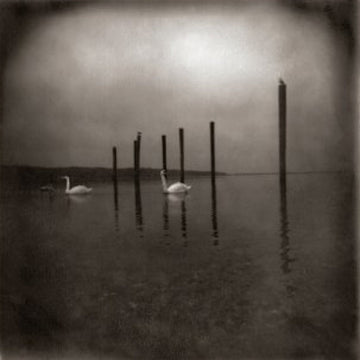 OM - Conference Of The Birds - LP - Clear with Purple Vinyl