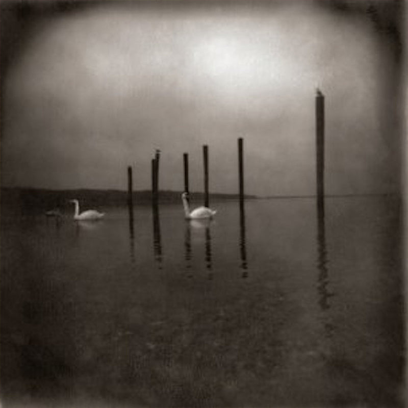 OM - Conference Of The Birds - LP - Clear with Purple Vinyl