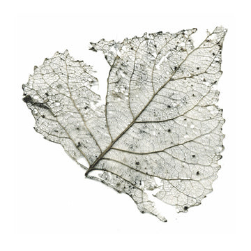 THE TELESCOPES - Hungry Audio Tapes - LP - Milky Clear Vinyl [RSD23]