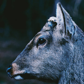 toe - The Book About My Idle Plot On A Vague Anxiety (Repress) - LP -  "Deer Glisten" Blue Vinyl [OCT 11]